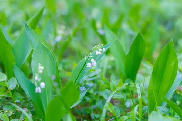 谷のユリは 鐘のような白い繊細な香りの花で森の中に咲きます — ストック写真