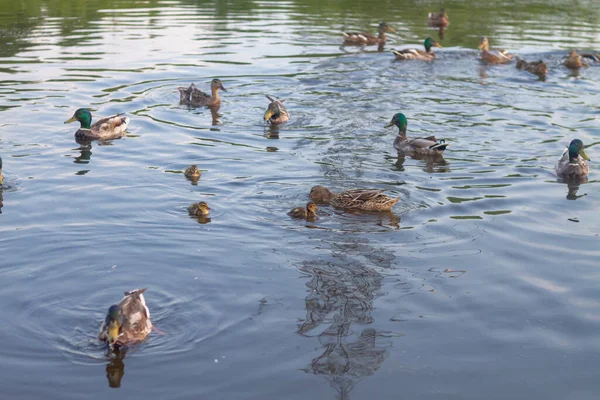 Muitos patos com patos nadam na lagoa no verão — Fotografia de Stock