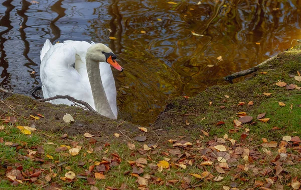 Осенью Озере Пруду Плавает Белая Лебединая Птица Вода Покрыта Опавшими — стоковое фото
