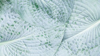 Mavimsi gri kaplamalı ev sahibinin gümüş yaprağı..