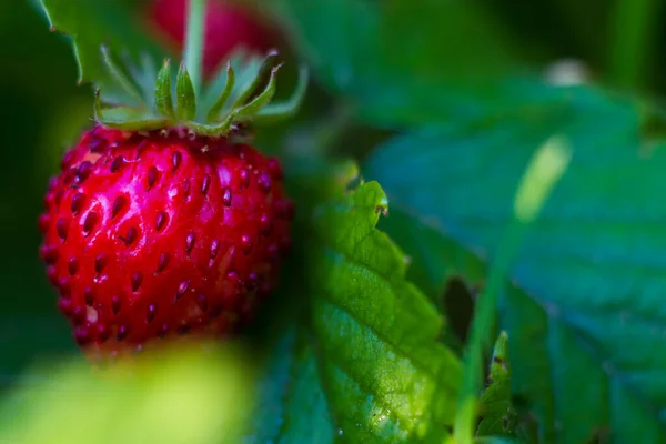 Μούρα Από Άγριες Φράουλες Κόκκινα Μούρα Στο Φυτό Φράουλα — Φωτογραφία Αρχείου