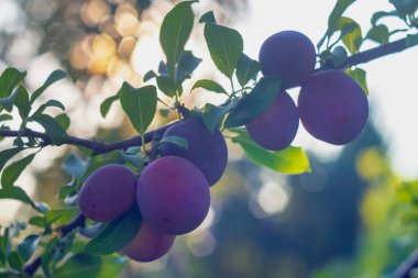 Mavi, mor erik ağacı yazın bahçede bir erik ağacının dalında asılı durur..