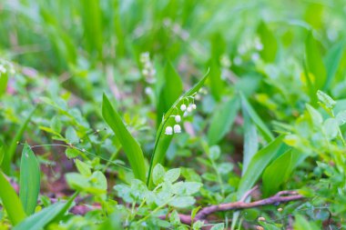 Ormandaki zambaklar, çanlara benzer beyaz, narin kokulu çiçeklerle çiçek açar..