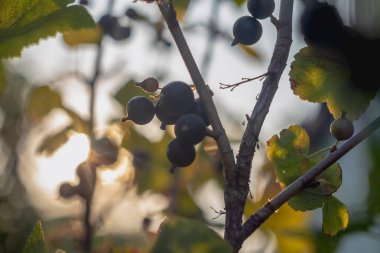 Frenk üzümlü siyah üzümler, güneşteki dut siluetleri..