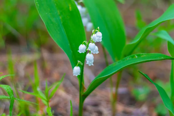 谷のユリは 鐘のような白い繊細な香りの花で森の中に咲きます — ストック写真