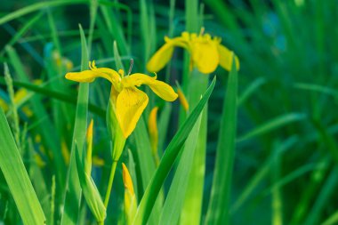 Sarı çiçekler yaz mevsiminde açar..