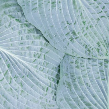 Beyaz balmumu kaplamalı mavi bir bitkinin arka planı.