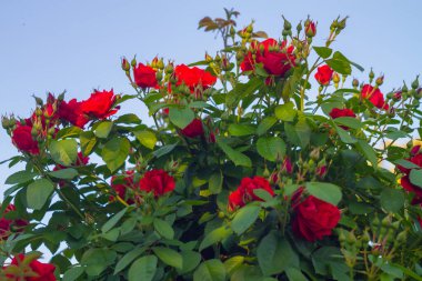 Mavi bir arkaplanda açan kırmızı bir gül çalısı.