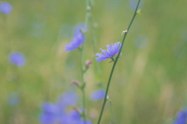 Mavi hindiba çiçekleri bir açıklıkta açar..