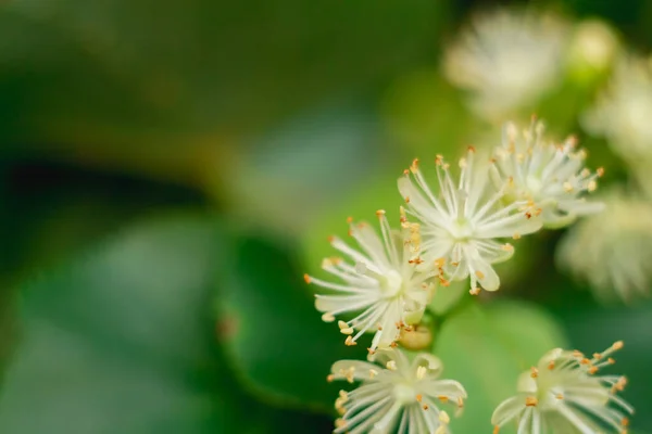 Makro Hársfa Virágok Egy Hársfa Virágzik Nyáron — Stock Fotó
