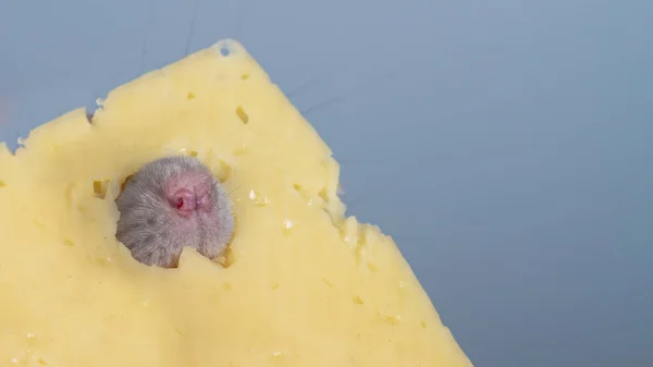 A gray rat stuck its nose out through a hole in a piece of cheese — Stock Photo, Image