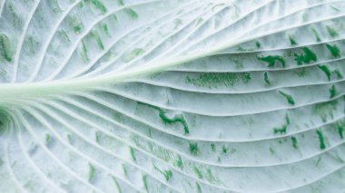 Beyaz balmumu kaplamalı mavi bir bitkinin arka planı