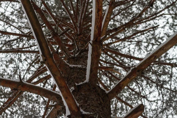 겨울에 내리는 속에서 겨울에는 아래에서 꼭대기까지 소나무의 줄기와 가지들 — 스톡 사진