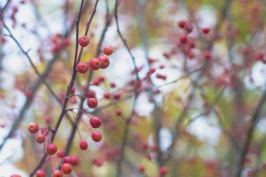 Sonbaharda yaprakları dökülmüş bir ağacın üzerinde vahşi bir elma ağacının kırmızı küçük meyveleri..