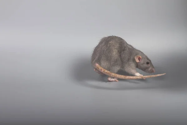 Gray Rat Runs Away Danger Gray Background — Stock Photo, Image