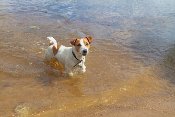A small Jack Russell dog swims and runs on the water in a river or lake.
