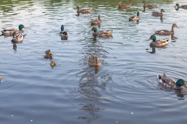 Muitos Patos Com Patos Nadam Lagoa Verão — Fotografia de Stock