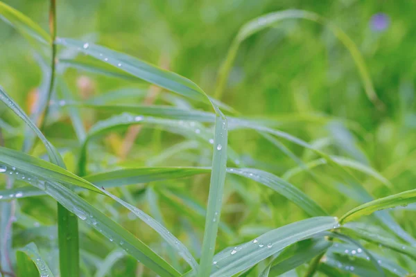 涼しい天候の雨滴の緑の草の葉 — ストック写真