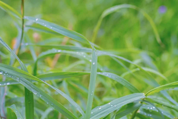 Folhas Grama Verde Gotas Chuva Tempo Fresco — Fotografia de Stock