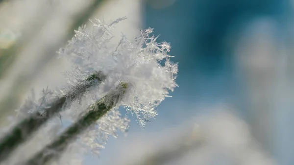 Macro Snowflakes Spruce Needles Winter — Stock Photo, Image