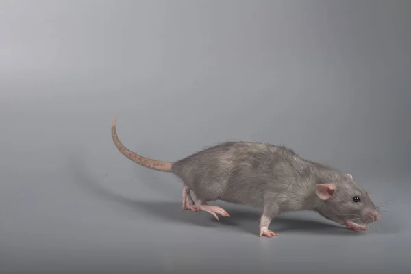 Gray Rat Runs Away Danger Gray Background — Stock Photo, Image