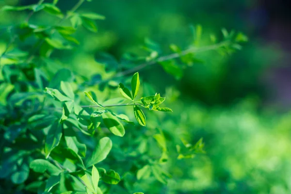 Vegetação Folhas Verdes Uma Natureza Verde Verão — Fotografia de Stock