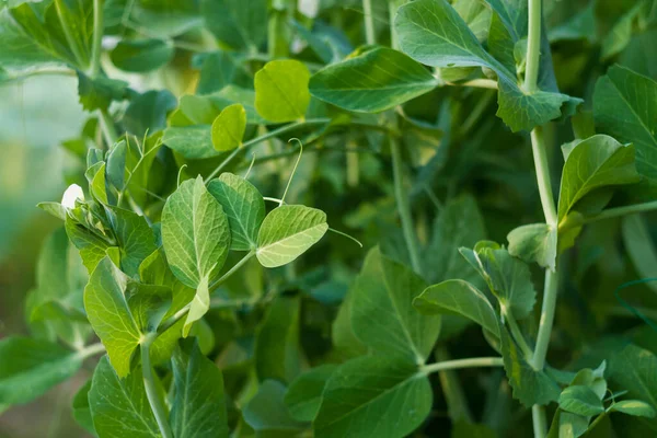 葉を持つエンドウ豆の植物 テンドリル ポッド — ストック写真