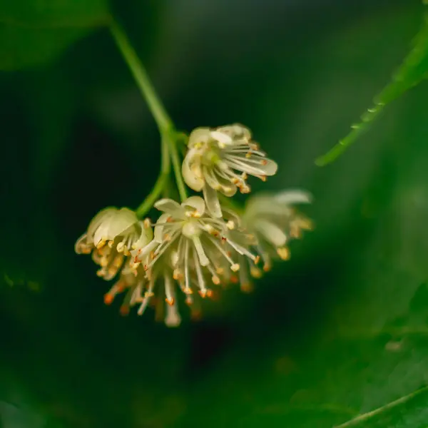 Άνθη Από Μακρολίβανο Κλαδί Φλαμουριάς Καλοκαίρι — Φωτογραφία Αρχείου