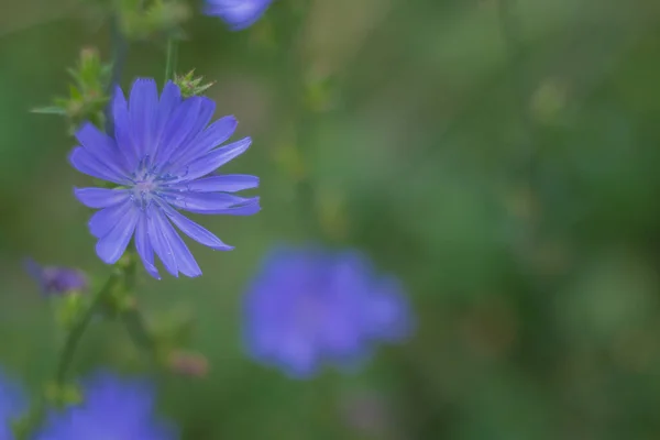 Zarte Azurblaue Chicorée Blüten Großaufnahme Auf Einer Wiese — Stockfoto