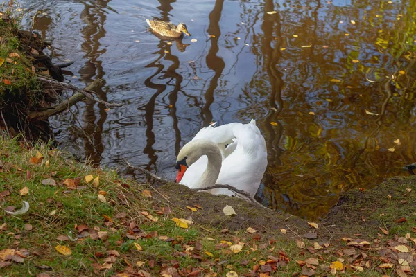Ave Cisne Blanca Nada Lago Estanque Otoño Agua Está Cubierta — Foto de Stock