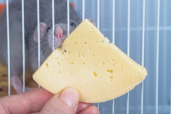 老鼠试图用笼子的铁条咬掉一块奶酪 — 图库照片