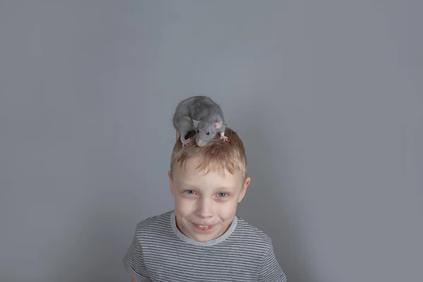 Rat Sits Head Boy Gray Shirt Child Smiles Shows His — Stock Photo, Image