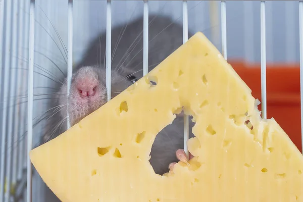 Rat Tries Get Bite Piece Cheese Bars Cage — Stock Photo, Image