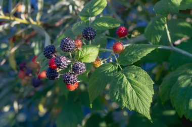 Yazın bahçedeki bir ahududu çalısında olgunlaşan siyah ahududular..
