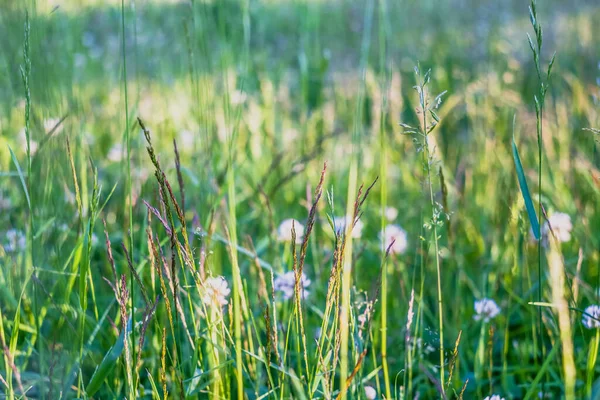 Prado Con Flores Trébol Blanco Con Hierba Verde —  Fotos de Stock