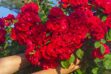 Güzel bir çiçek bahçesindeki çalıların üzerinde bol bol açan kırmızı bir gül..