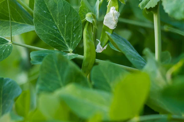 葉を持つエンドウ豆の植物 テンドリル ポッド — ストック写真
