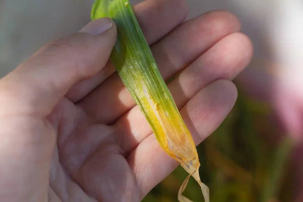 Yellowed onion leaves affected by the pest onion fly.