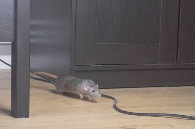 A gray wild rat cautiously comes out from behind a closet in the house. clipart