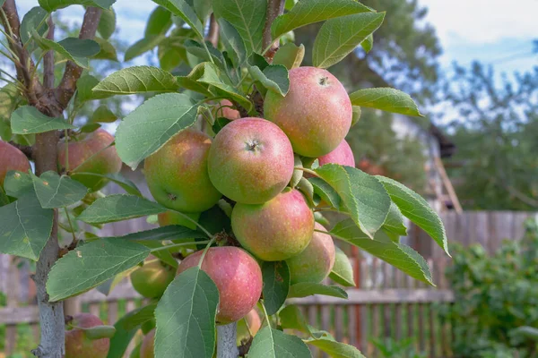 Ernte Roter Äpfel Auf Einem Säulenapfelbaum Einem Obstgarten — Stockfoto