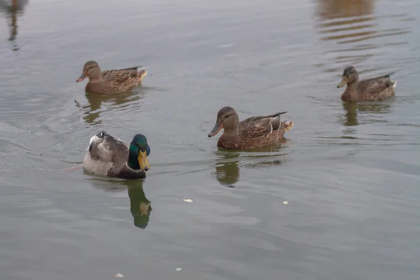 En flock ankor simmar i kallt vatten på hösten innan de flyger söderut — Stockfoto