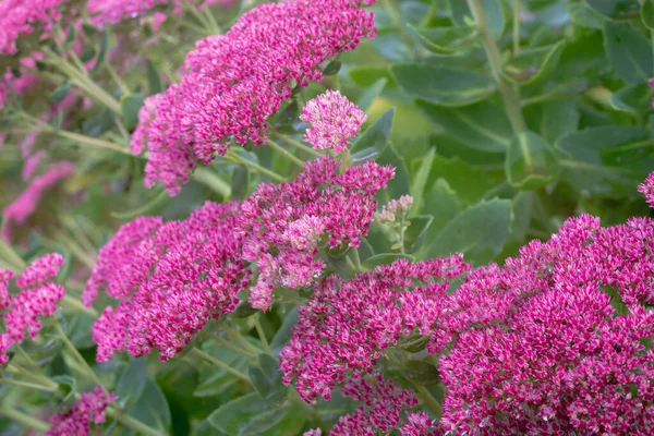 Inflorescencias brillantes de la planta de piedra rosa en la planta en otoño — Foto de Stock