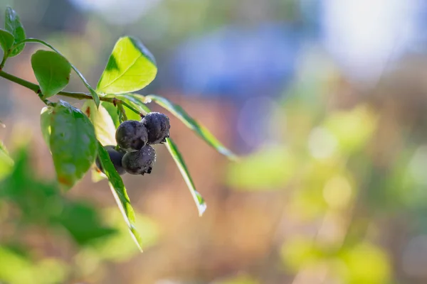 Mirtilos em um arbusto de mirtilo selvagem, preto, bagas azuis que suspendem em um galho — Fotografia de Stock