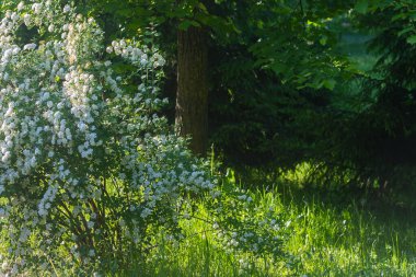 Bahar doğası mayıs ayında baharda parkta açar..