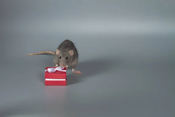 Gray Rat Holds Its Paws Red Box Gift Gray Background — Stock Photo, Image