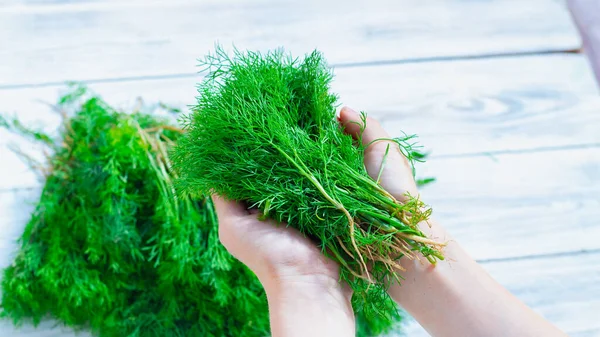 Handful Dill Woman Hand — Stock Photo, Image