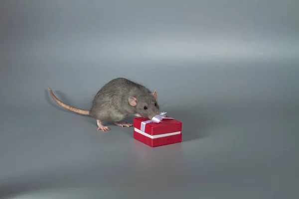 Szary Szczur Trzyma Łapach Czerwone Pudełko Prezentem Szarym Tle — Zdjęcie stockowe