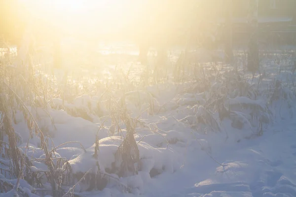 Frosty Field White Snow Light Fog Sunlight — Stockfoto