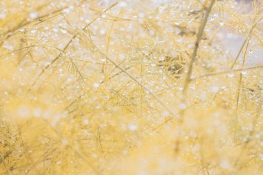 Sonbahar doğası turuncu ince yapraklardan su damlalarına.