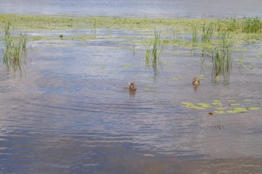 Yazın nehirde ya da gölde yaşayan su kuşu ördekleri suda beslenir..